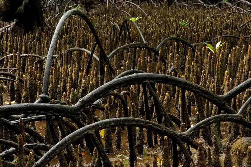 Mangrove roots with small green leaves sprouting from the branches in a swampy area.