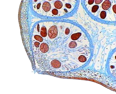 Microscopic view of plant tissue showing cells with red nuclei and blue cell walls.