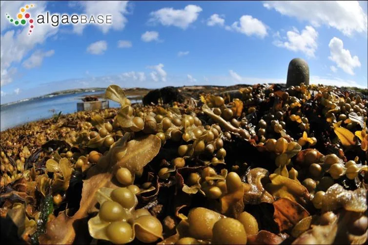 Seaweed and algae on a rocky shore with a partly cloudy sky and water in the background.