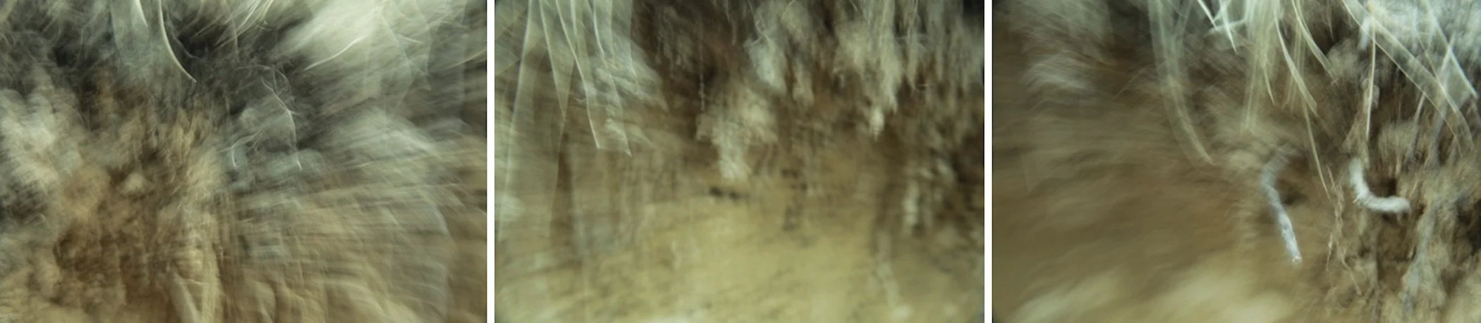 Three images showing a brown tabby cat in a pile of straw or hay, sometimes with a blurred or close-up view of the straw.