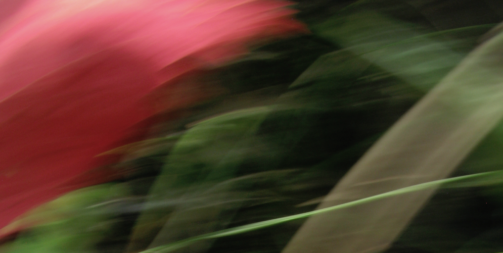 Blurred image of pink and green flowers or plants.