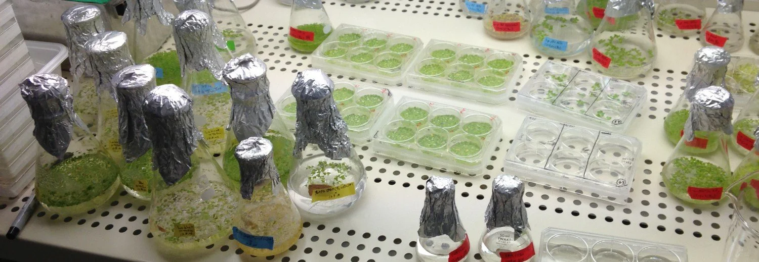 Laboratory glassware filled with various green leafy plant samples, some covered with aluminum foil, in a scientific setting.