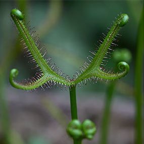 Close-up of a young fern frond unfurling.