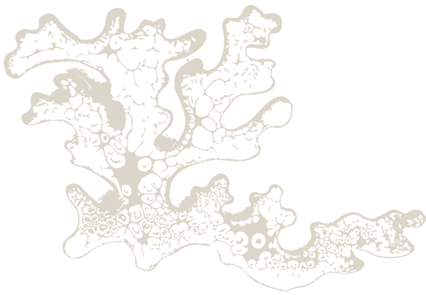 A black and white abstract illustration resembling coral or organic shapes.