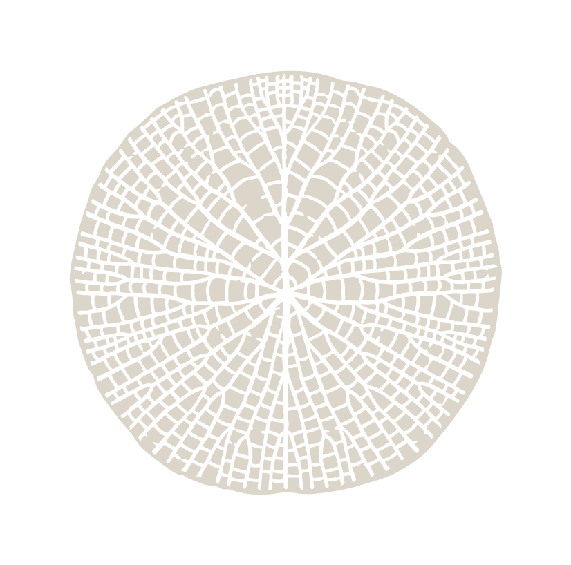 Cross-section of a tree trunk showing growth rings and radial cracks.