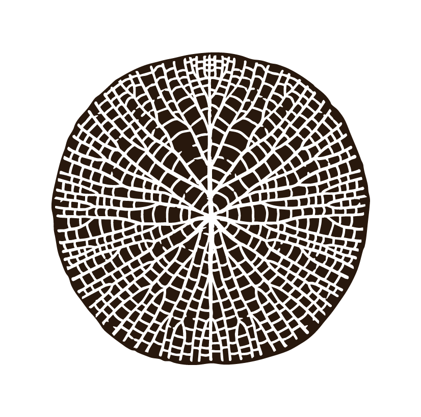 Cross-section of a brown tree trunk showing growth rings.