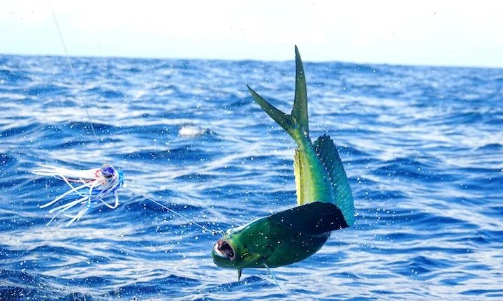 A fish caught on a fishing line in the open ocean, with a fishing lure attached to its mouth.