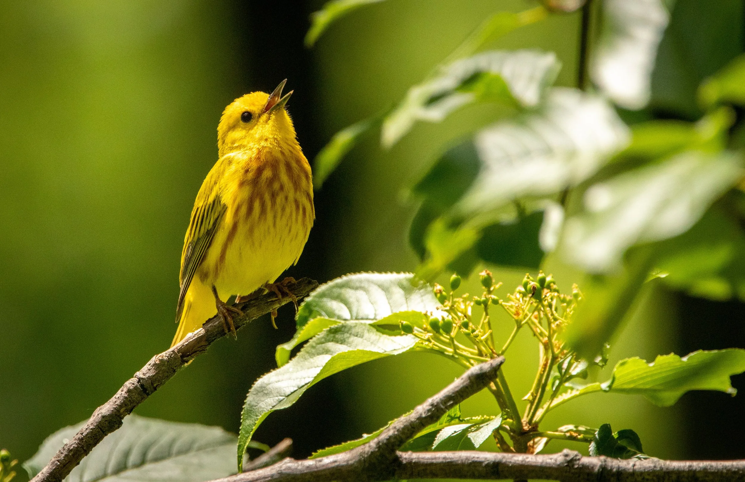 A yellow bird with streaks, perched on a branch among green leaves, singing or calling with its beak open.