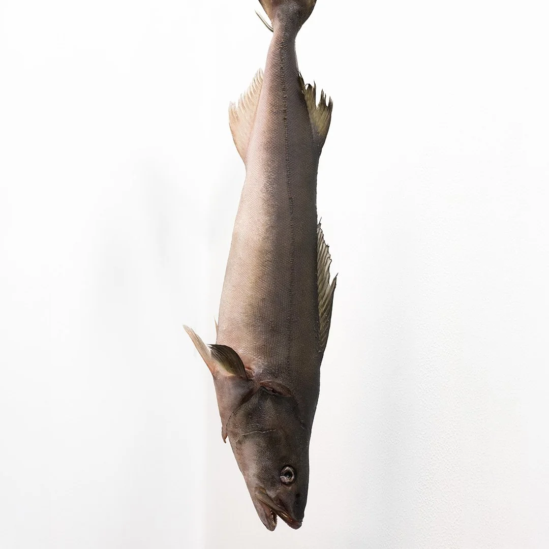 JS_Provisions_Dry-Aged-Golden-Eagle-Black-Cod_Whole_IMG_1736-2_1080x1080.jpg