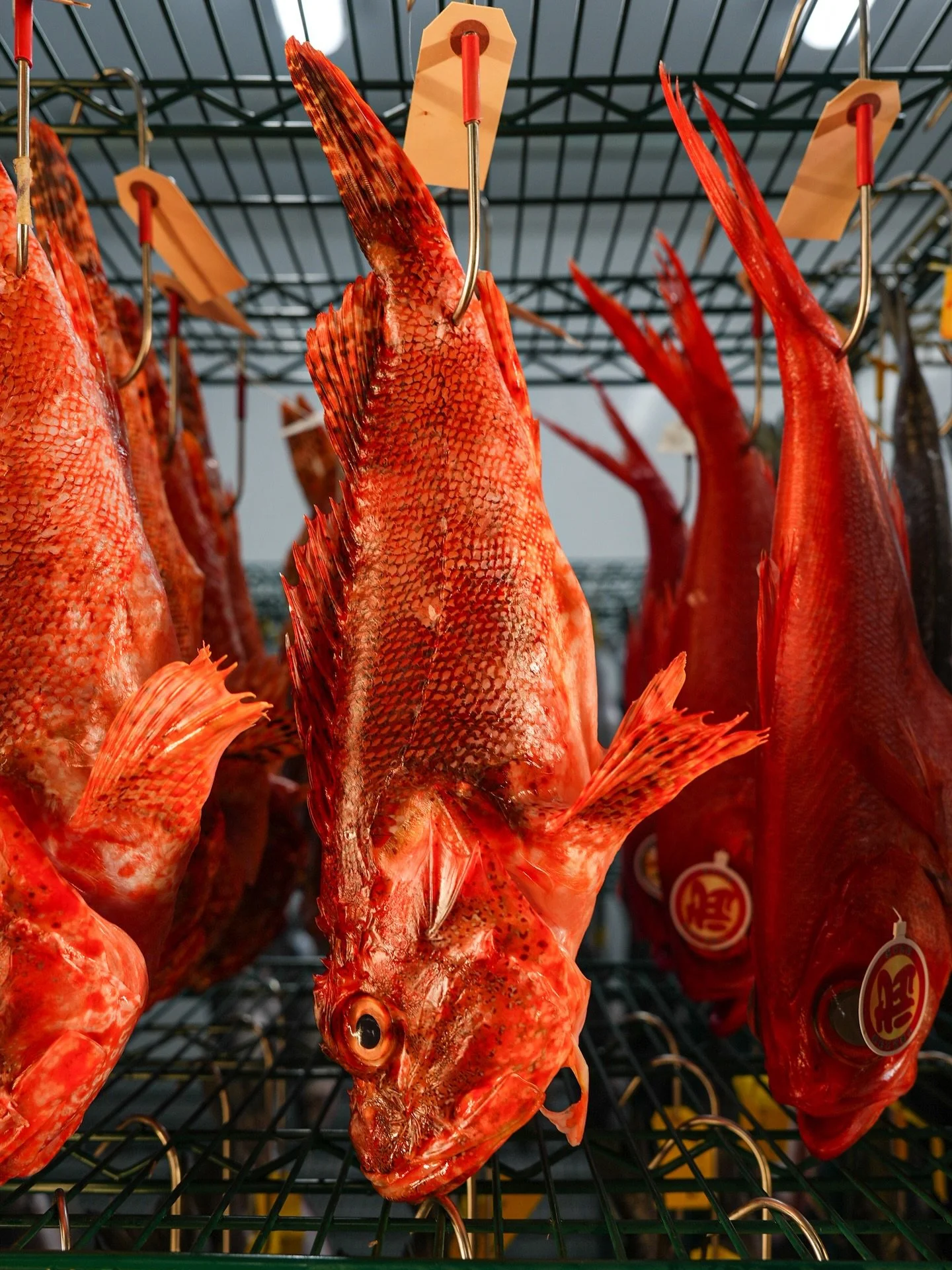 SCORPION FISH (wild, NZ) / a delicate and sweet tasting white fish with firm and flaky texture; sometimes referred to as the &ldquo;poor man&rsquo;s lobster&rdquo;

Excellent for bouillabaisse, stews, grilling, and deep-frying

#scorpionfish #dryaged