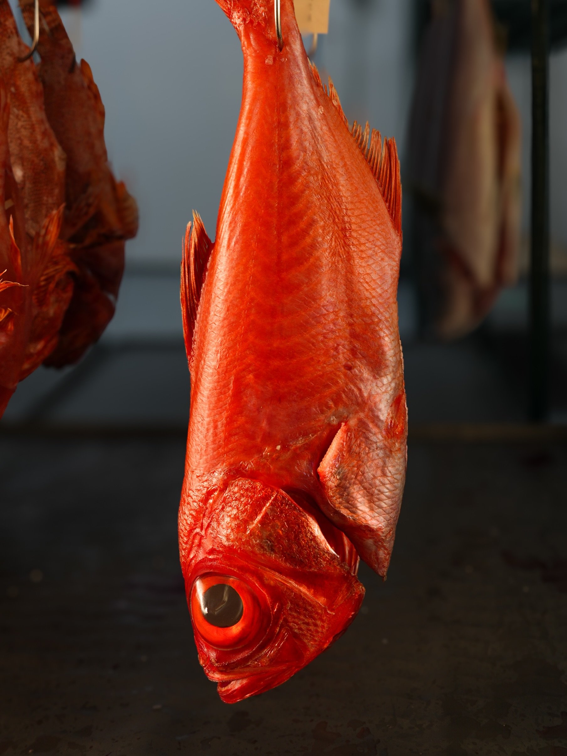 What we&rsquo;re hooked on this week: 

DRY AGED KINMEDAI - Mild, sweet, buttery, and rich with a smooth texture; popular as sashimi, sushi, or simmered on a soy based sauce/broth 

HAND ROLL BENTO FOR ✌️- perfect for date night or Hollywood Bowl pic