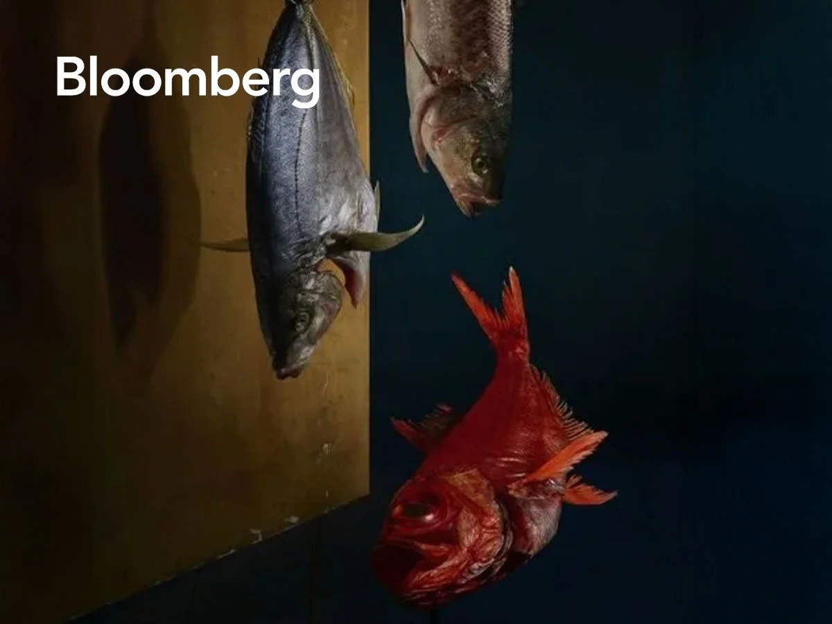 Three fish on a dark surface with a wooden background, two grayish fish hanging on the left and a bright red fish lying on the right.