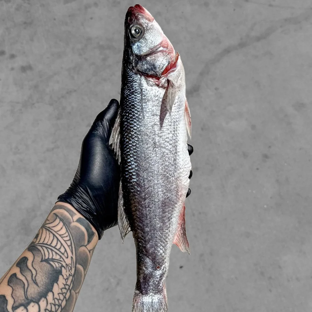 JS_Website_Shop_Branzino_2.jpg