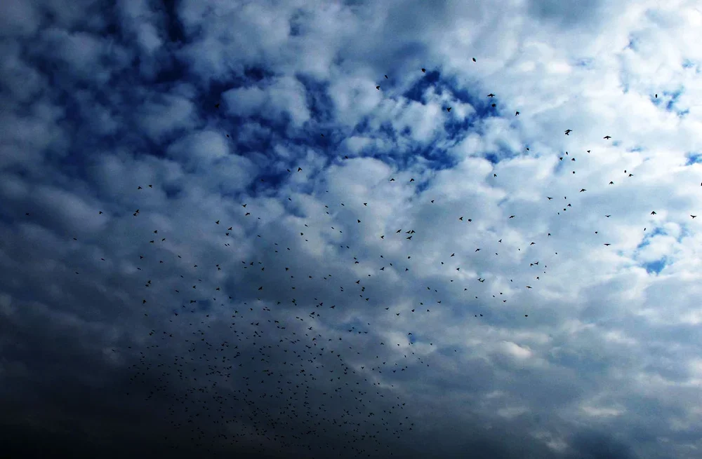 Skies