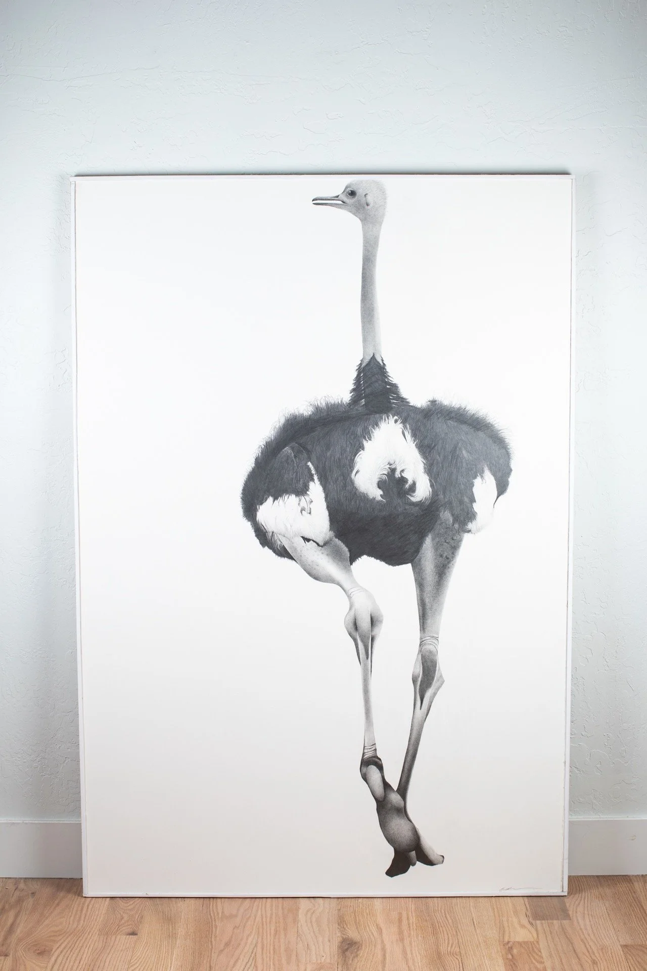 Ostrich, Graphite on paper 