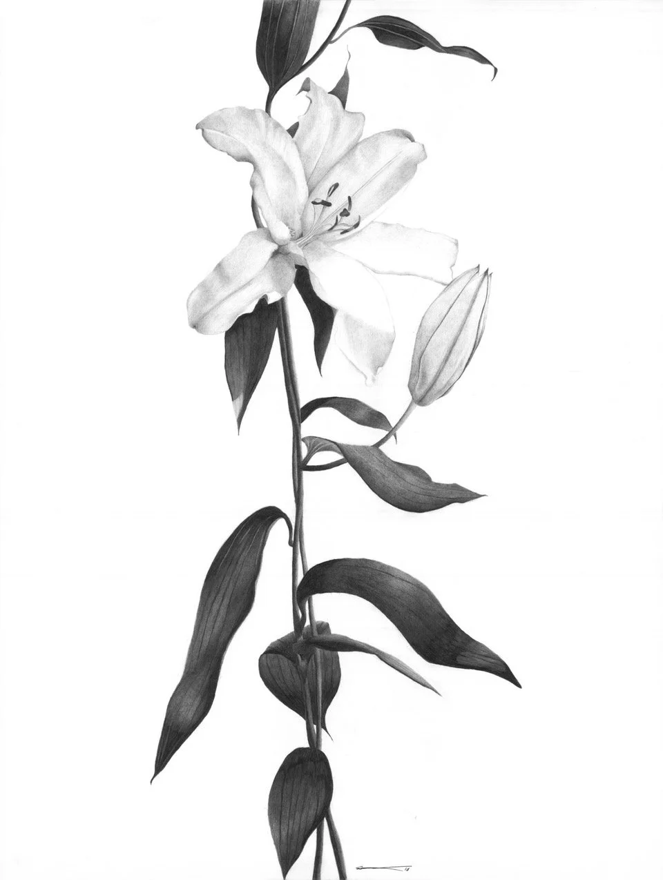Lily Limited Edition Signed Print