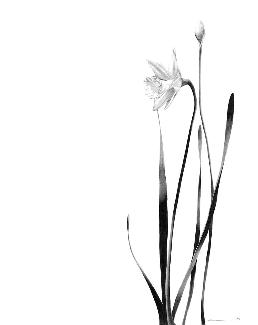 Daffodil Limited Edition Signed Print