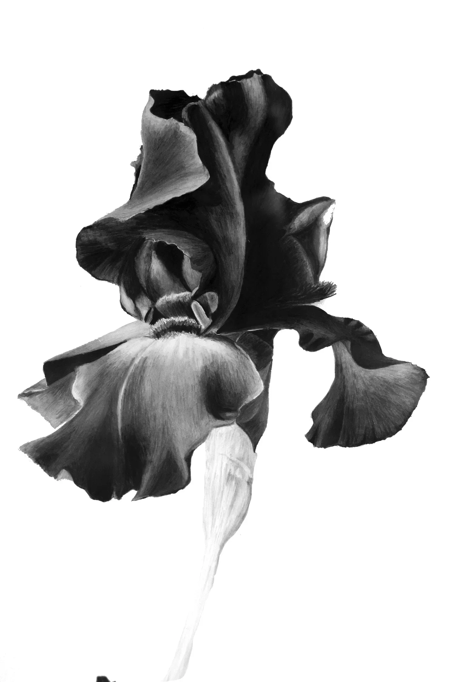 Iris+2.webp