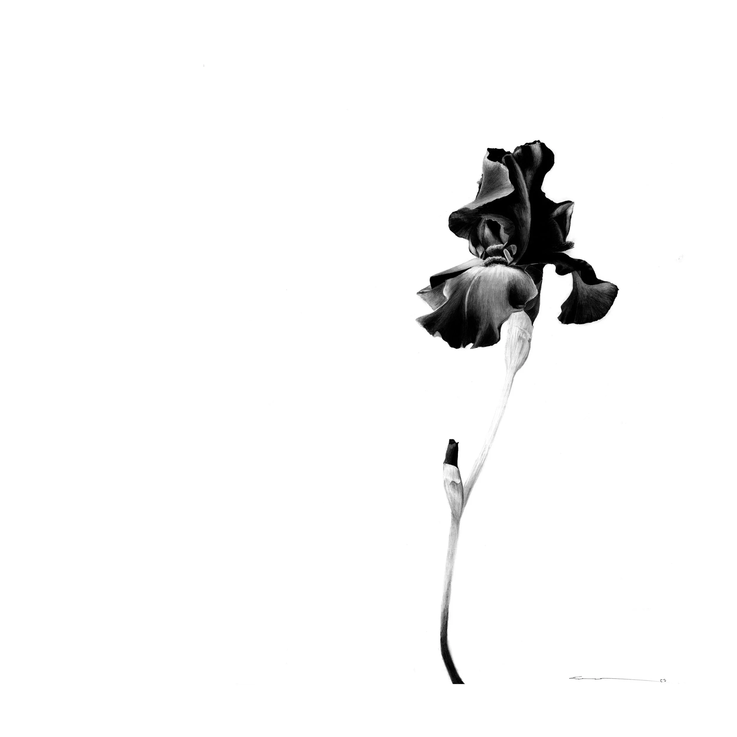 Iris 1 copy.jpg