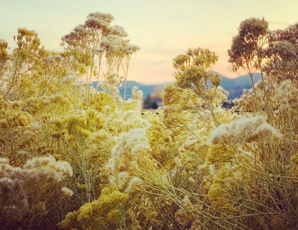 fall rabbit bush.jpg