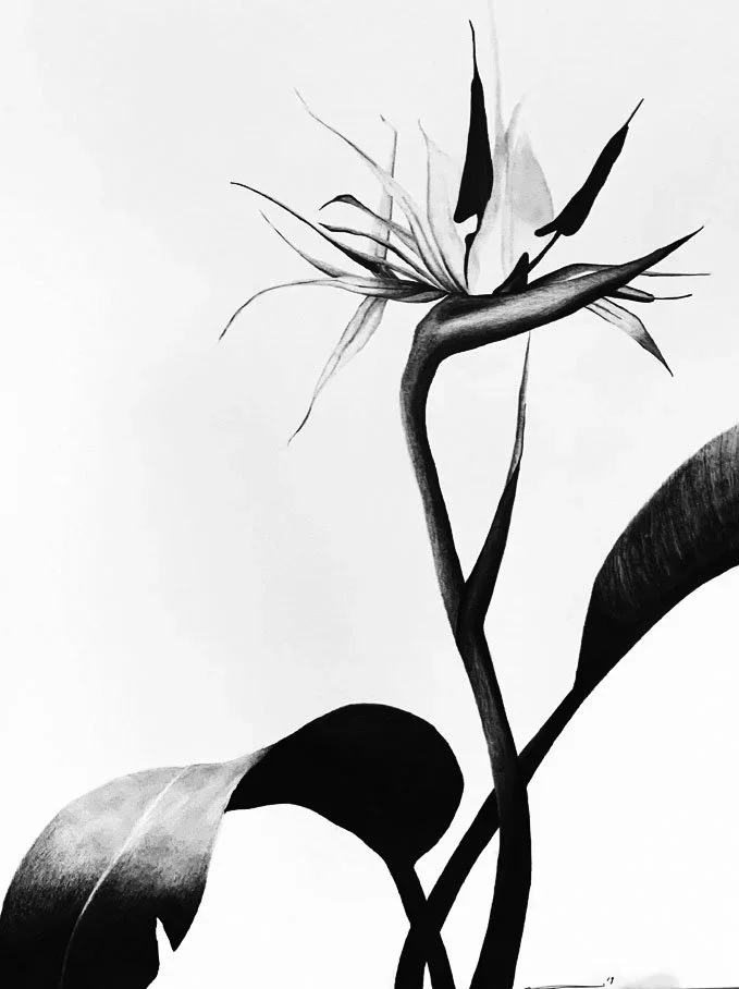 Bird of Paradise, Graphite on paper
