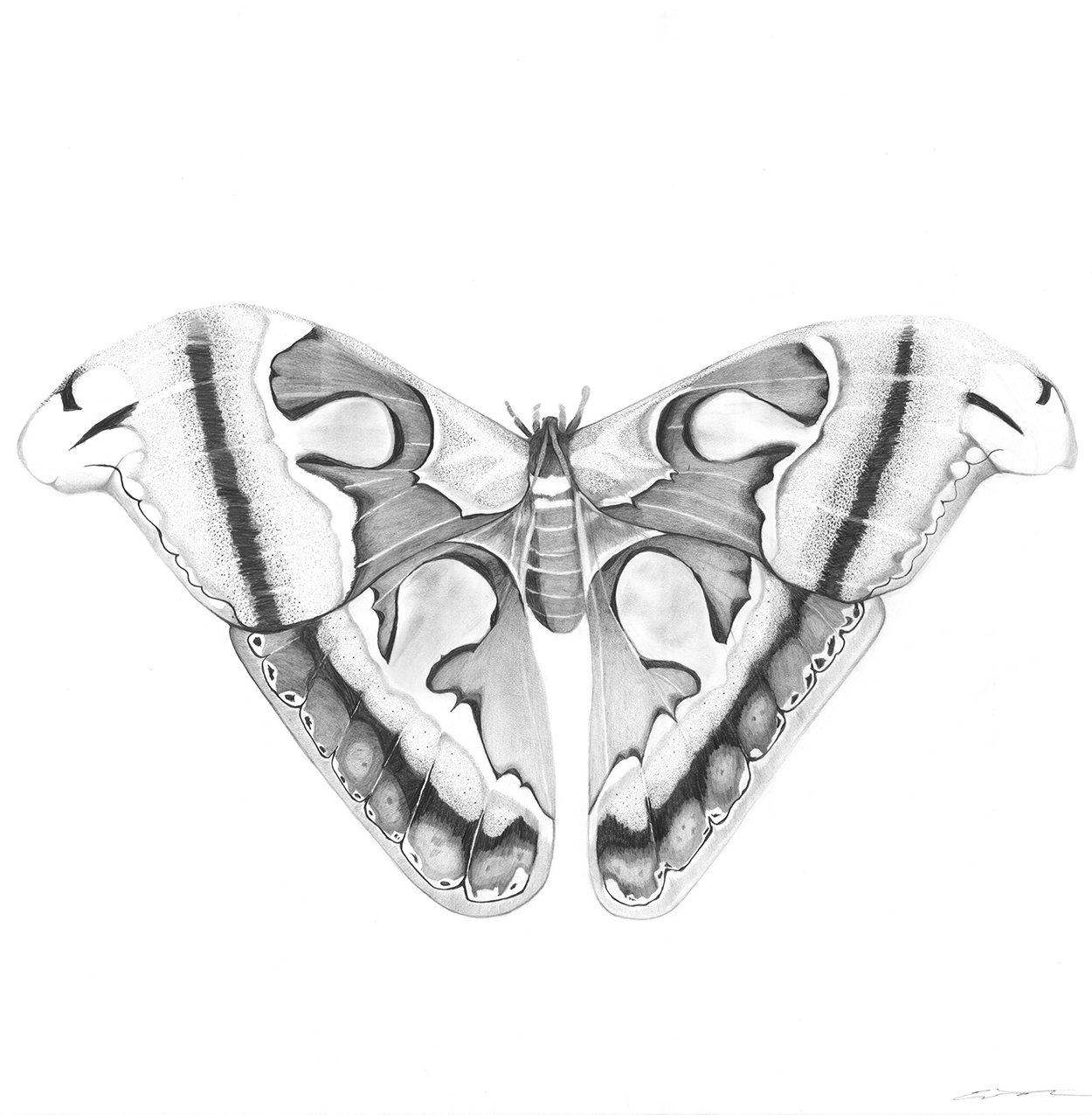 Moth I,  Limited Edition Signed Print