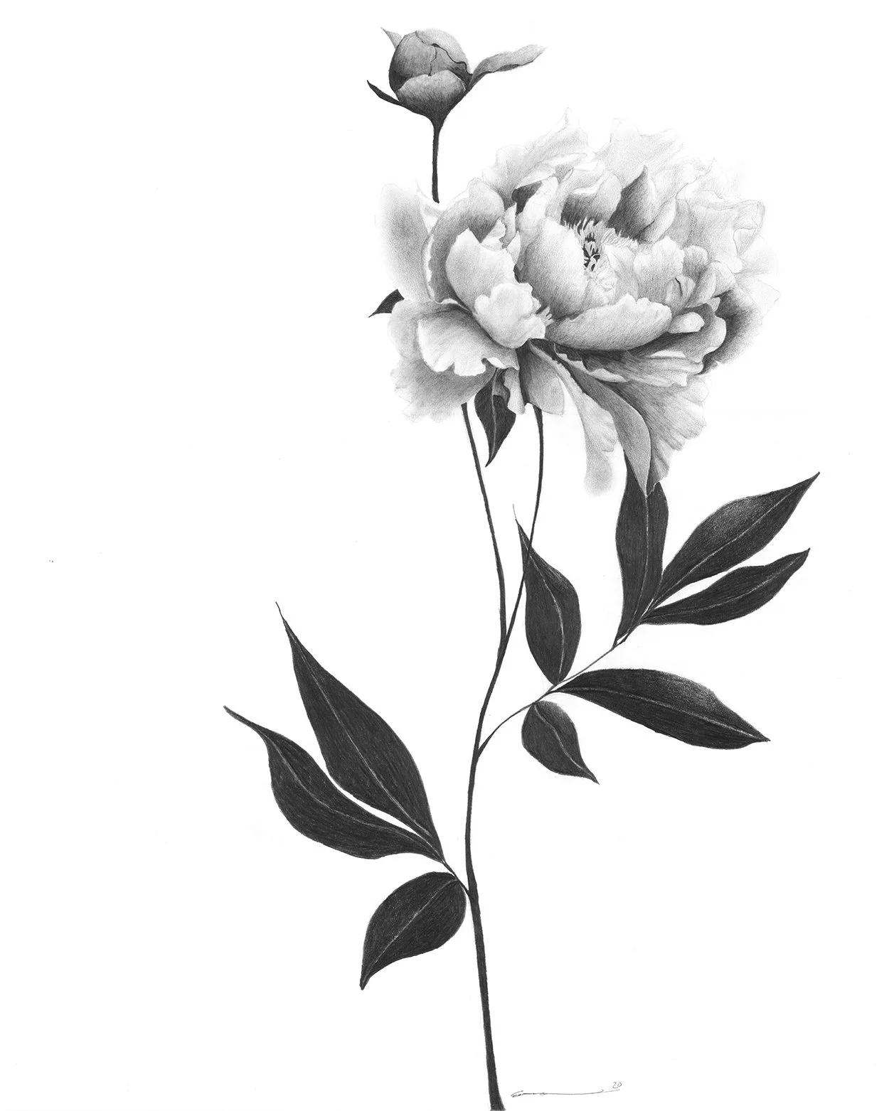 Peony.jpg