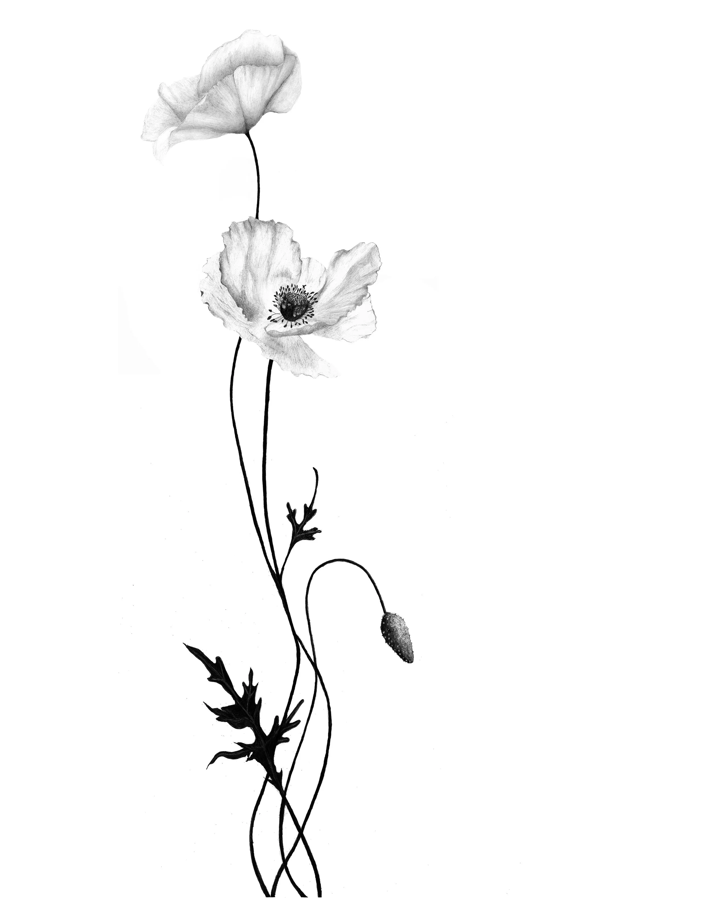 Poppies-for web.jpg