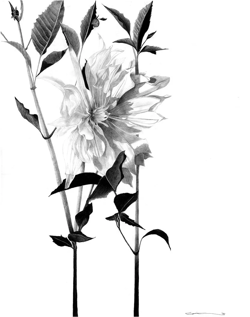 Dahlia,  Graphite on paper