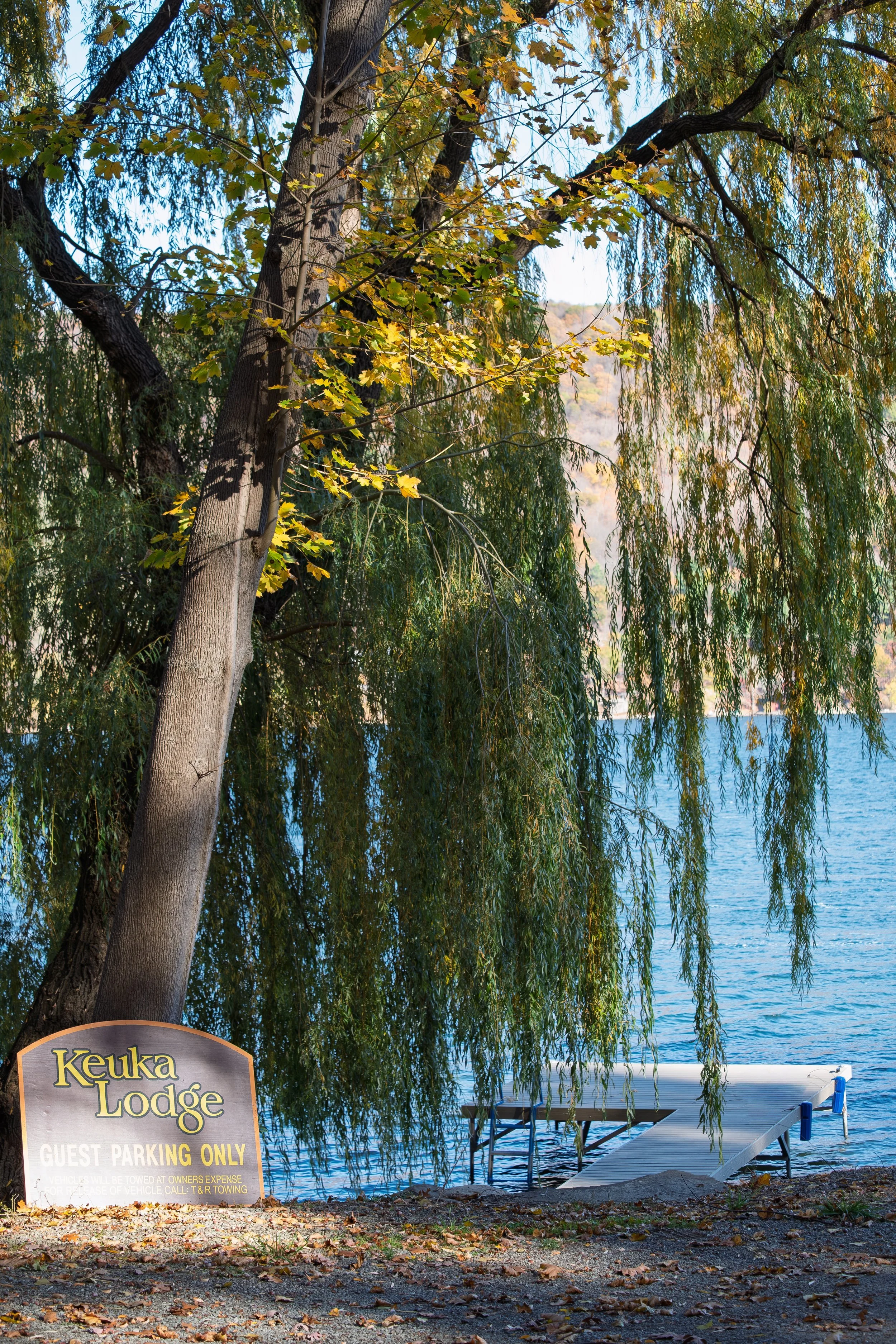 A lakeside scene with a large tree, green leaves turning yellow, hanging branches, and calm blue water in the background. A dock extends into the lake, and a sign in the bottom left corner reads "Keuka Lodge Guest Parking Only."