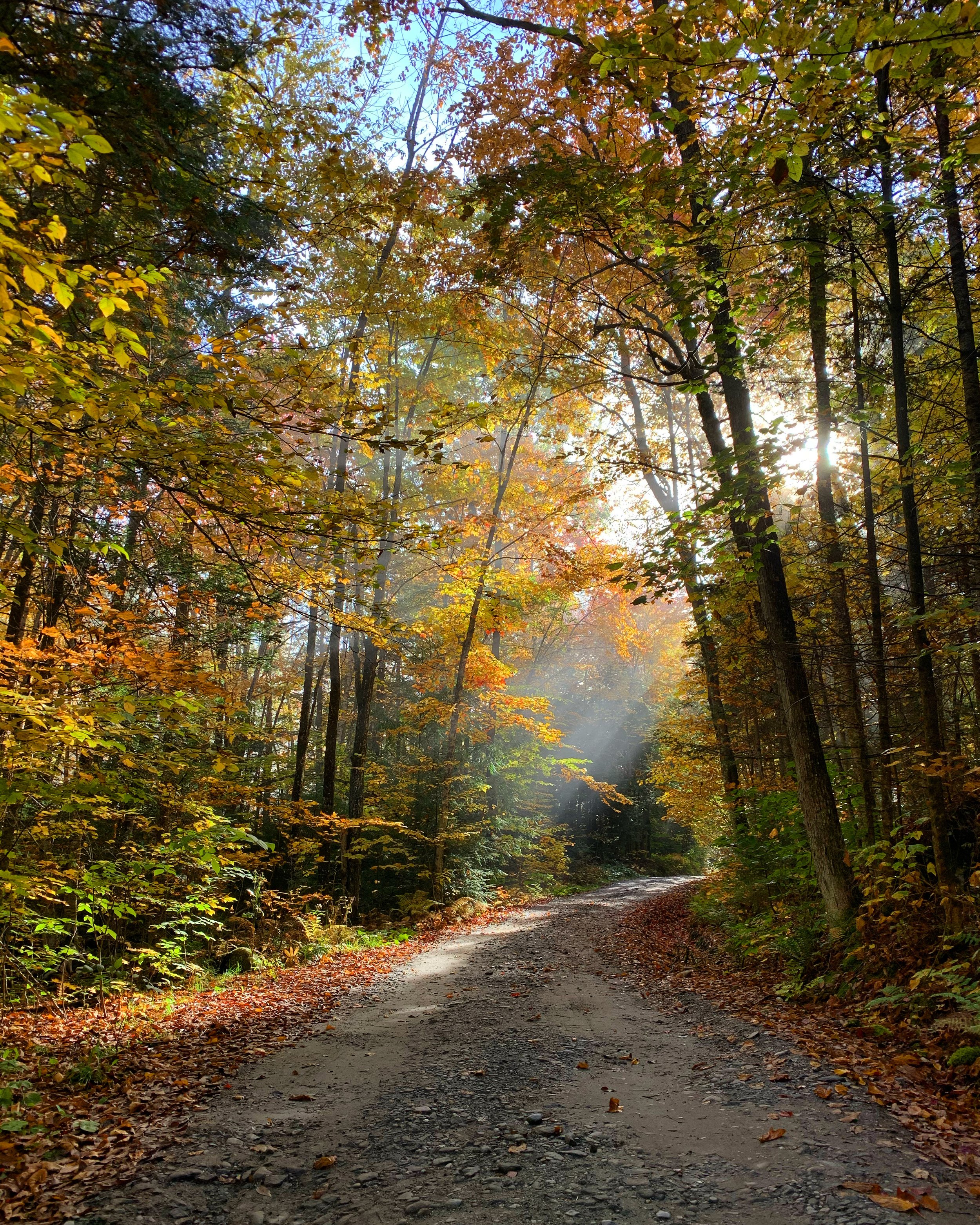 A back road through the forest, surrounded by trees with fall-colored leaves, sun shining through the trees, creating a peaceful autumn scene. Quintessential Vermont landscape.