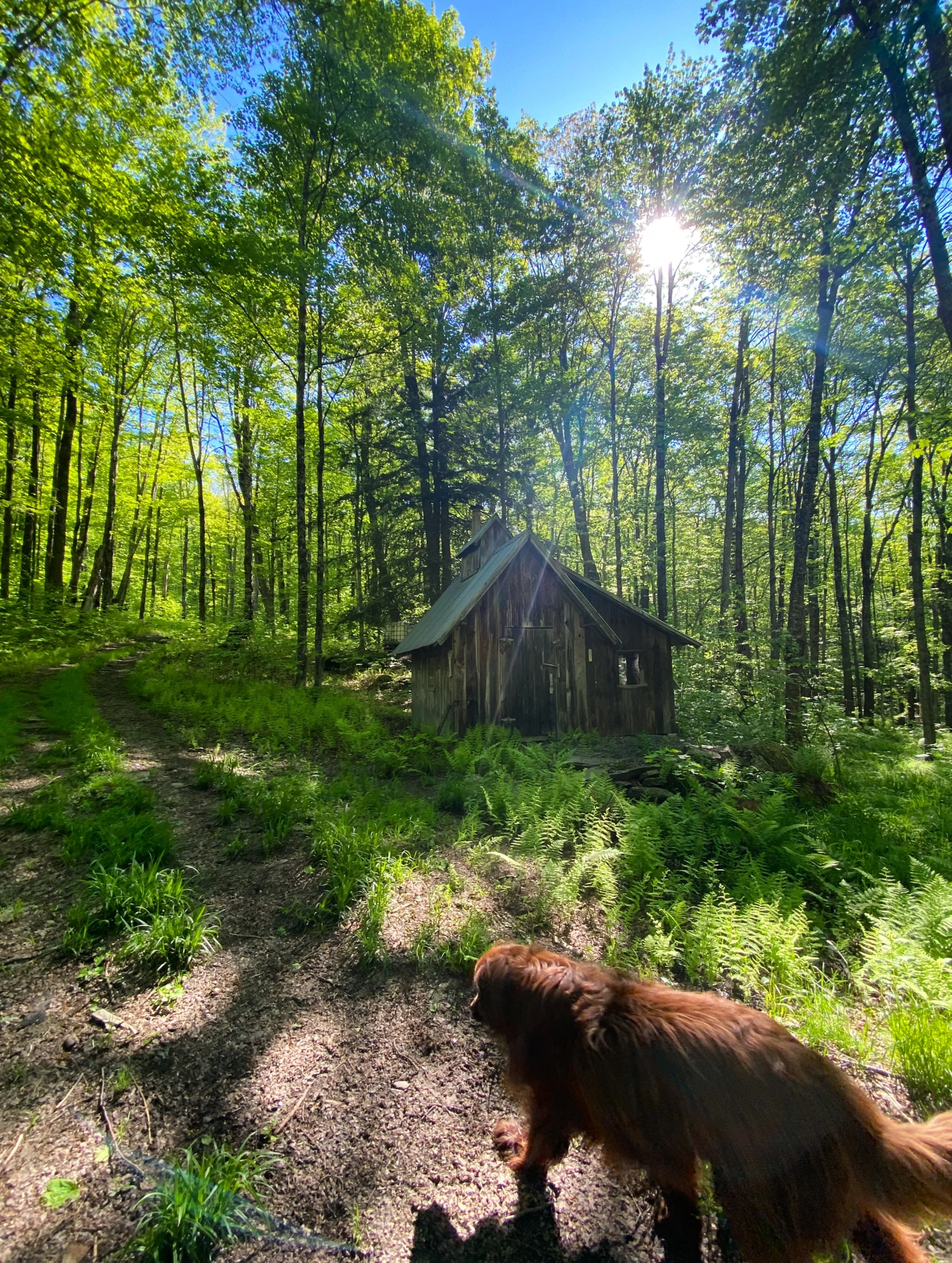 A forest scene with sunlight filtering through green trees and a small wooden cabin with a metal roof. The ground is covered with ferns, and a dirt path, with a brown dog walking by. Quintessential, peaceful Vermont sugar shack.