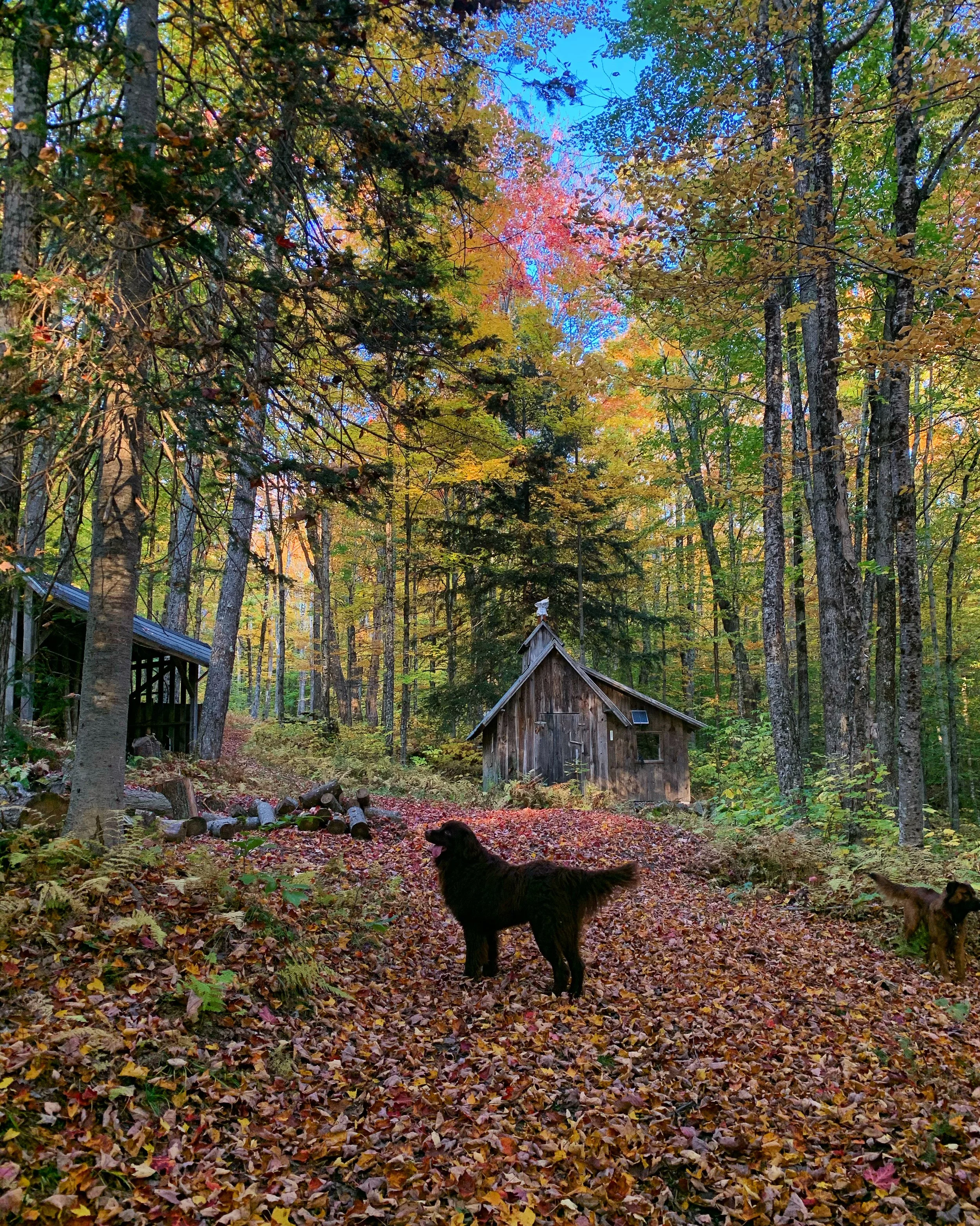 A quiet corner of the woods, a sugar house, and a pup enjoying every bit of it.
