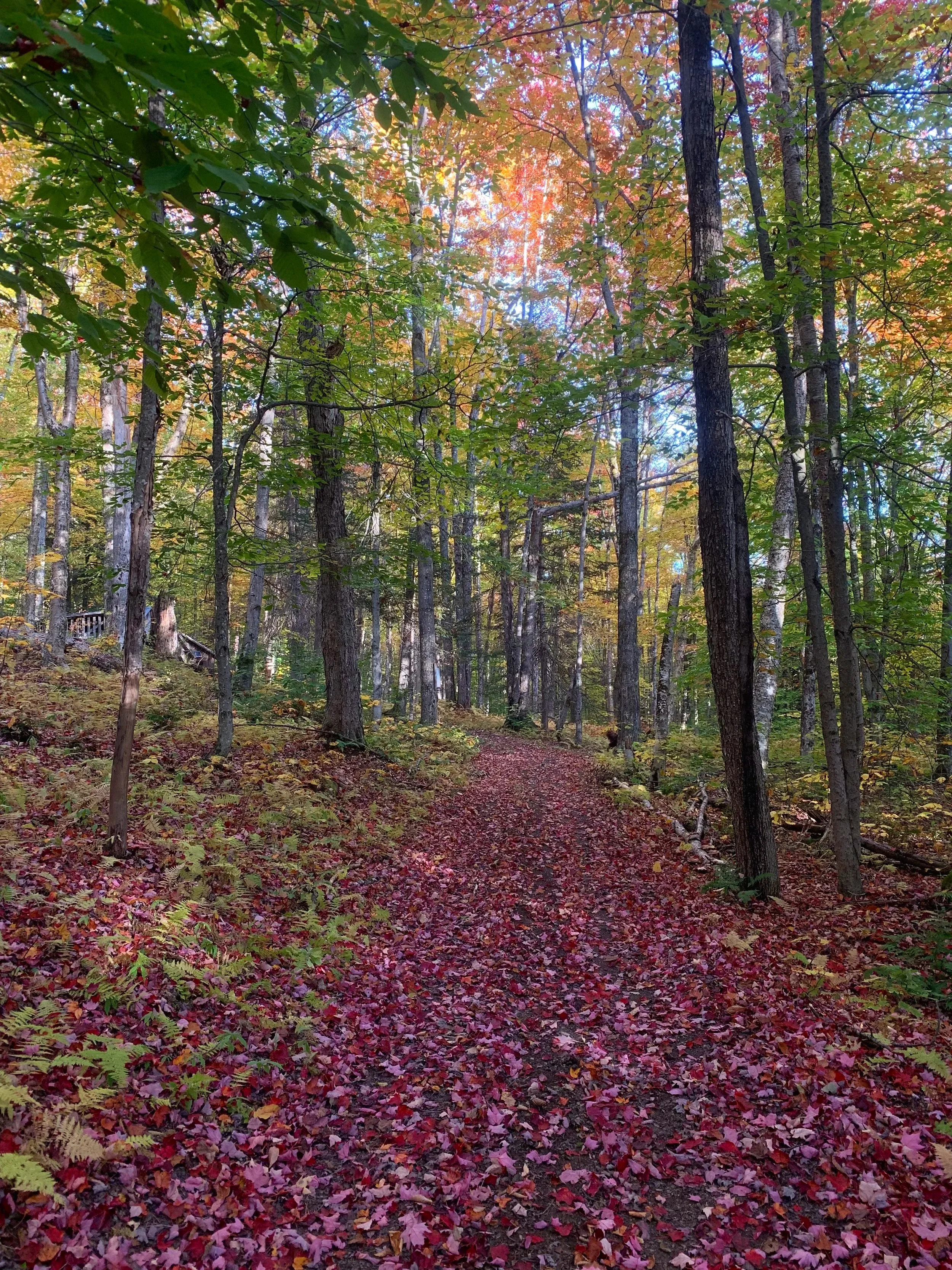 A blaze of leaves and light.