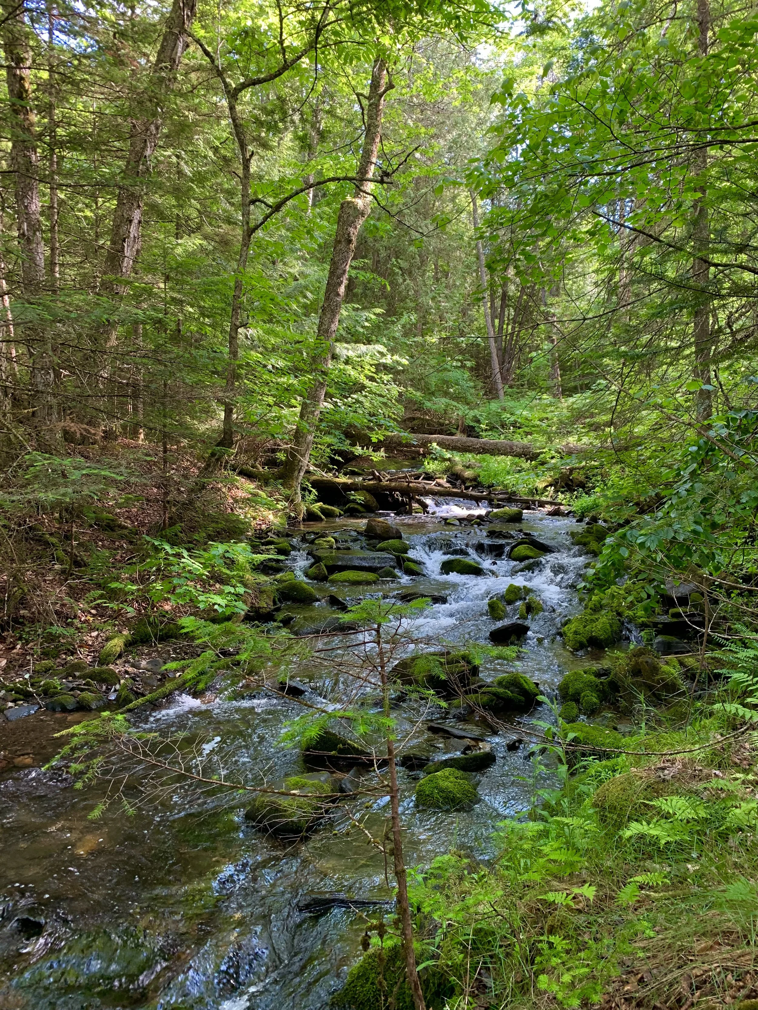 A forest scene with a small stream flowing through moss-covered rocks, surrounded by dense green trees and foliage under a blue sky. Peaceful and tranquil Vermont landscape.