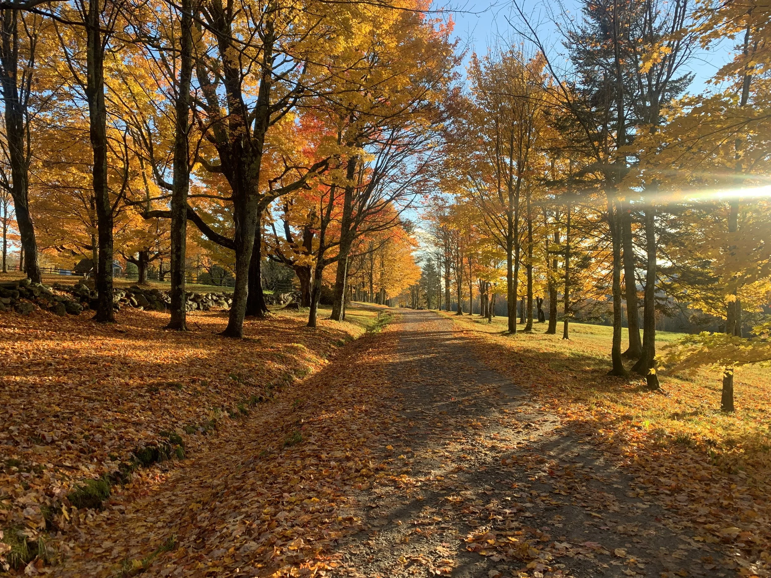 Sunlight filtering through a season at its peak.
