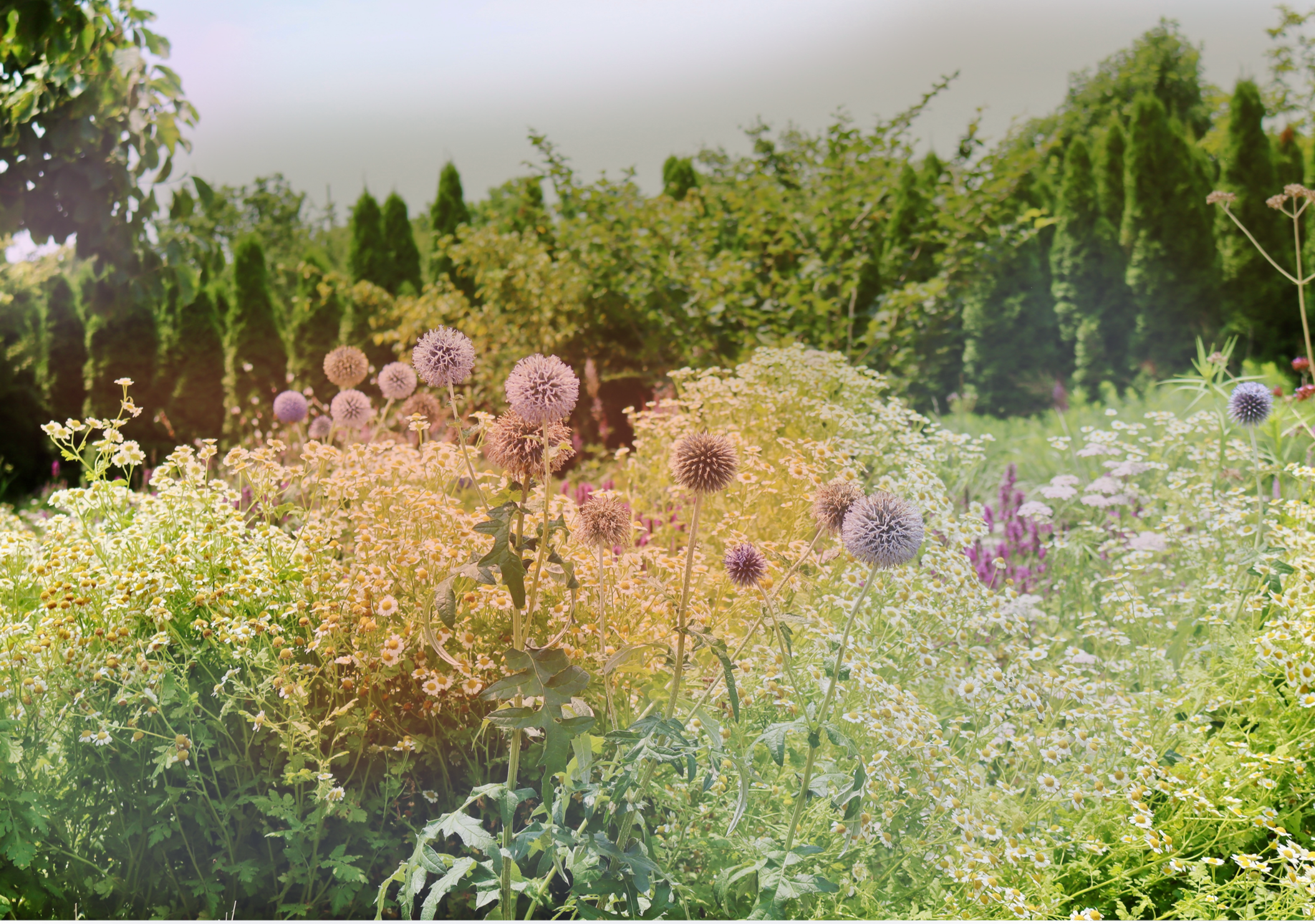 A lush garden filled with various colorful flowers, including purple globe thistles, white daisies, and yellow blooms, with a background of trees and bushes under an overcast sky.