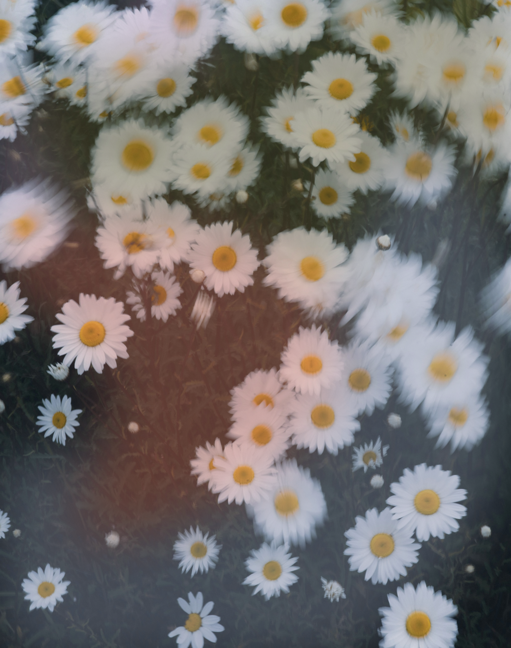 Cluster of white daisies with yellow centers in a garden.