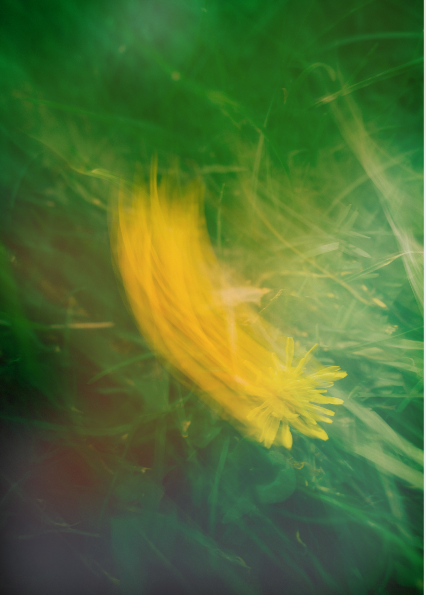 Blurred close-up of a yellow flower with green foliage in the background.