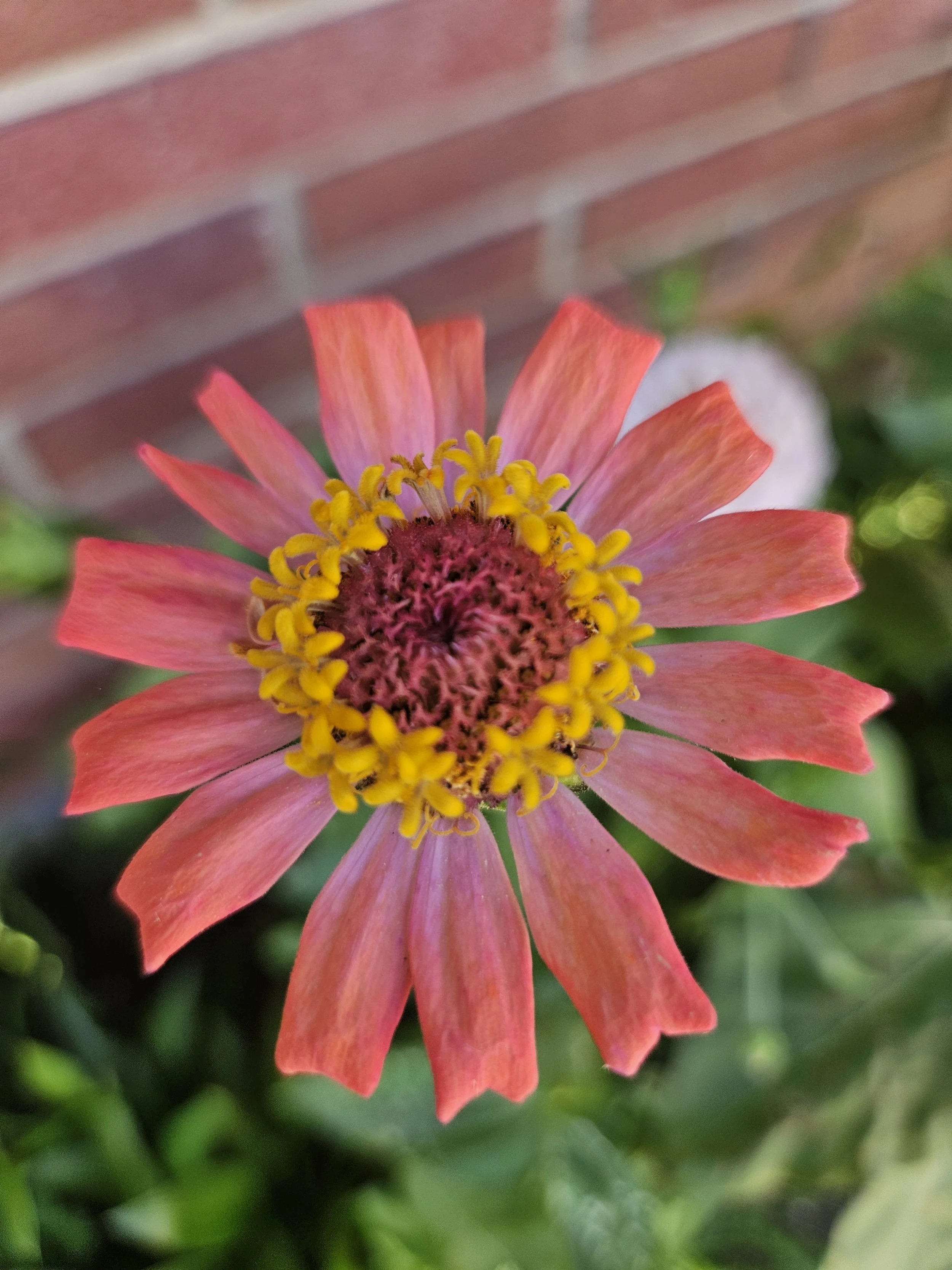 Close-up of a pink and red flower with yellow stamens and a dark center, blurred greenery in the background.