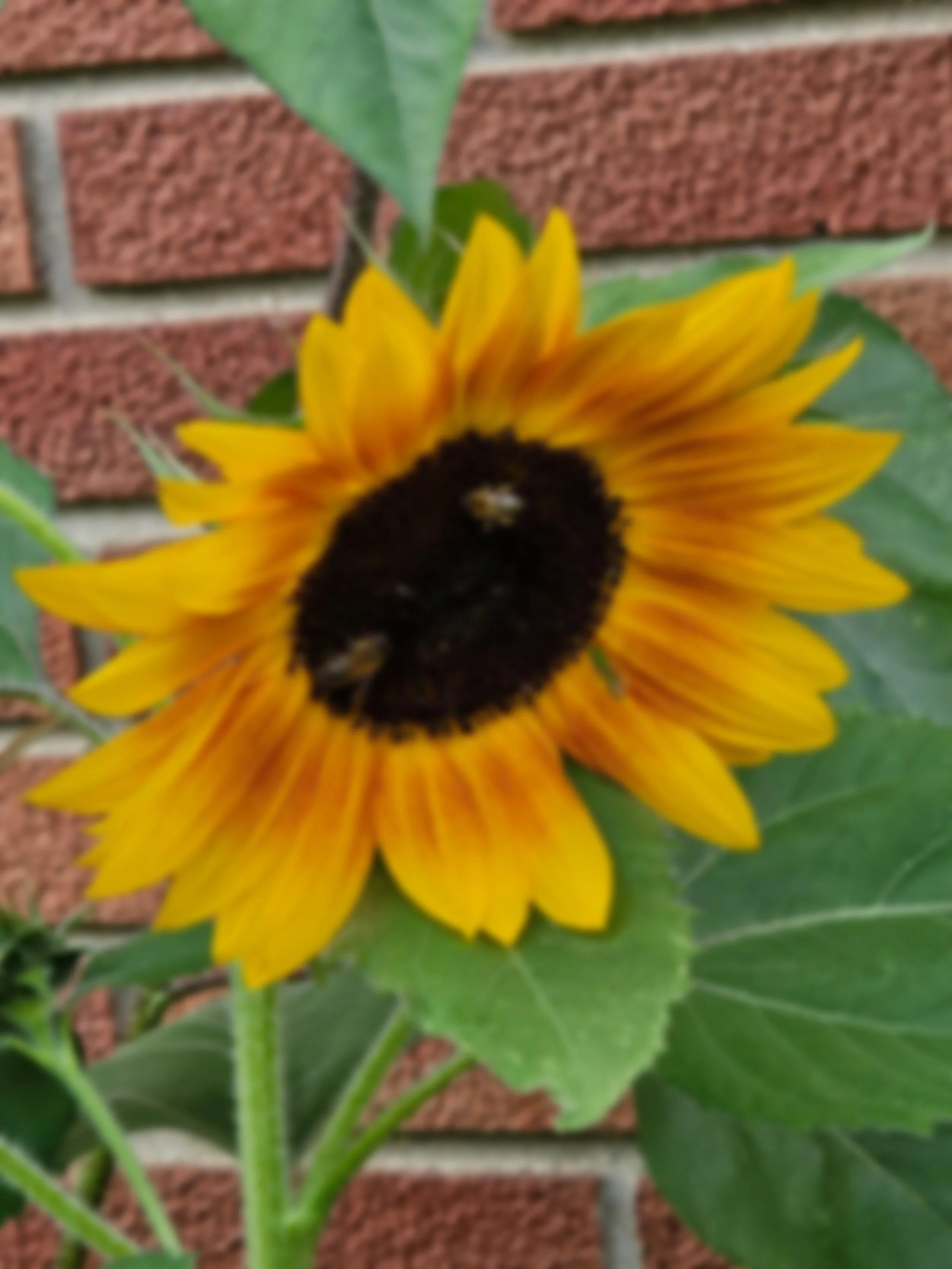 Close-up of a sunflower with yellow petals and a dark central disk, against a background of a brick wall and green leaves.