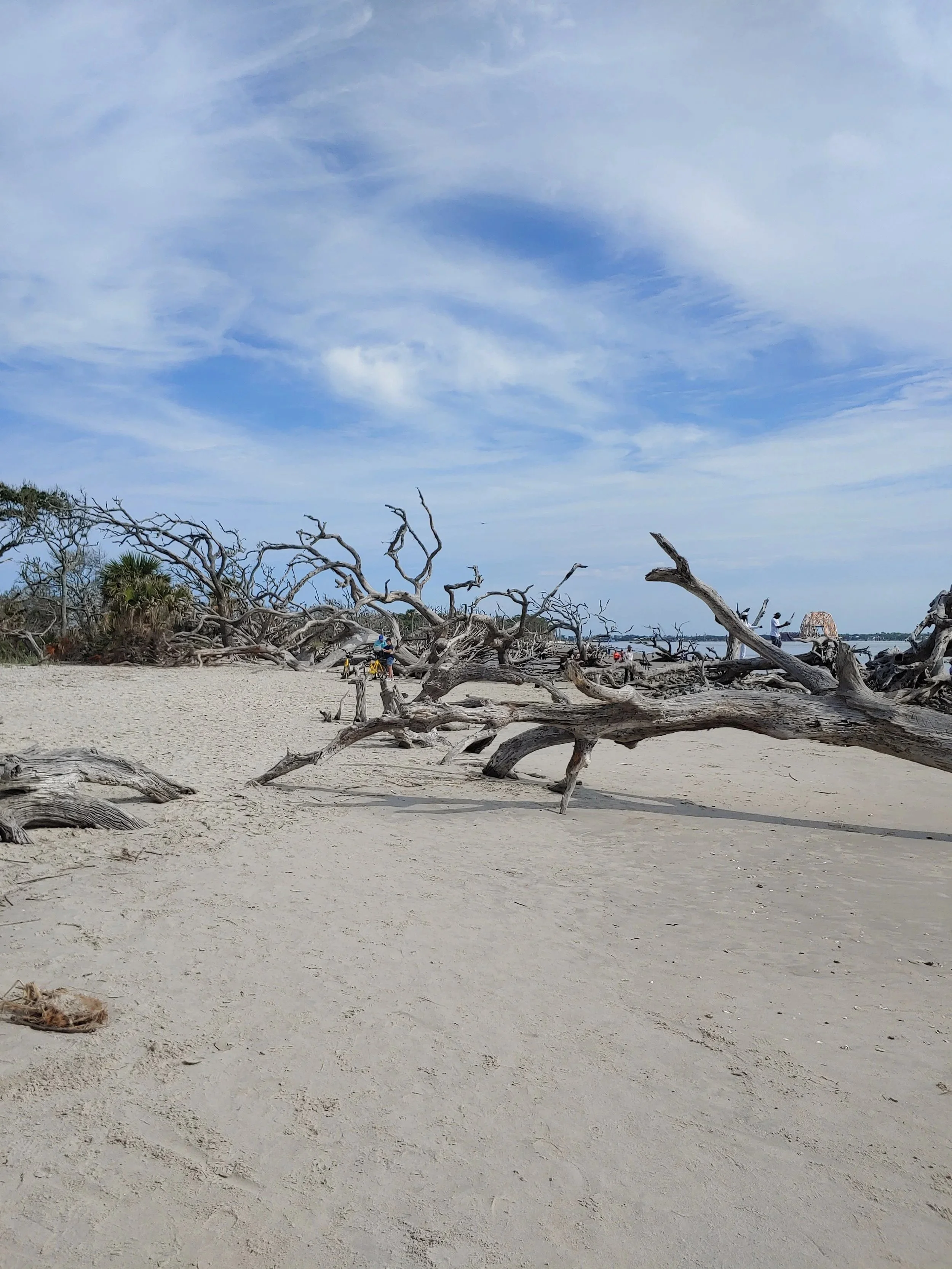 A sandy beach with several large, leafless driftwood trees and some green vegetation near the shoreline. There are a few people in the distance, some near the water and others cycling on the sand. A clear sky with a few wispy clouds overhead.