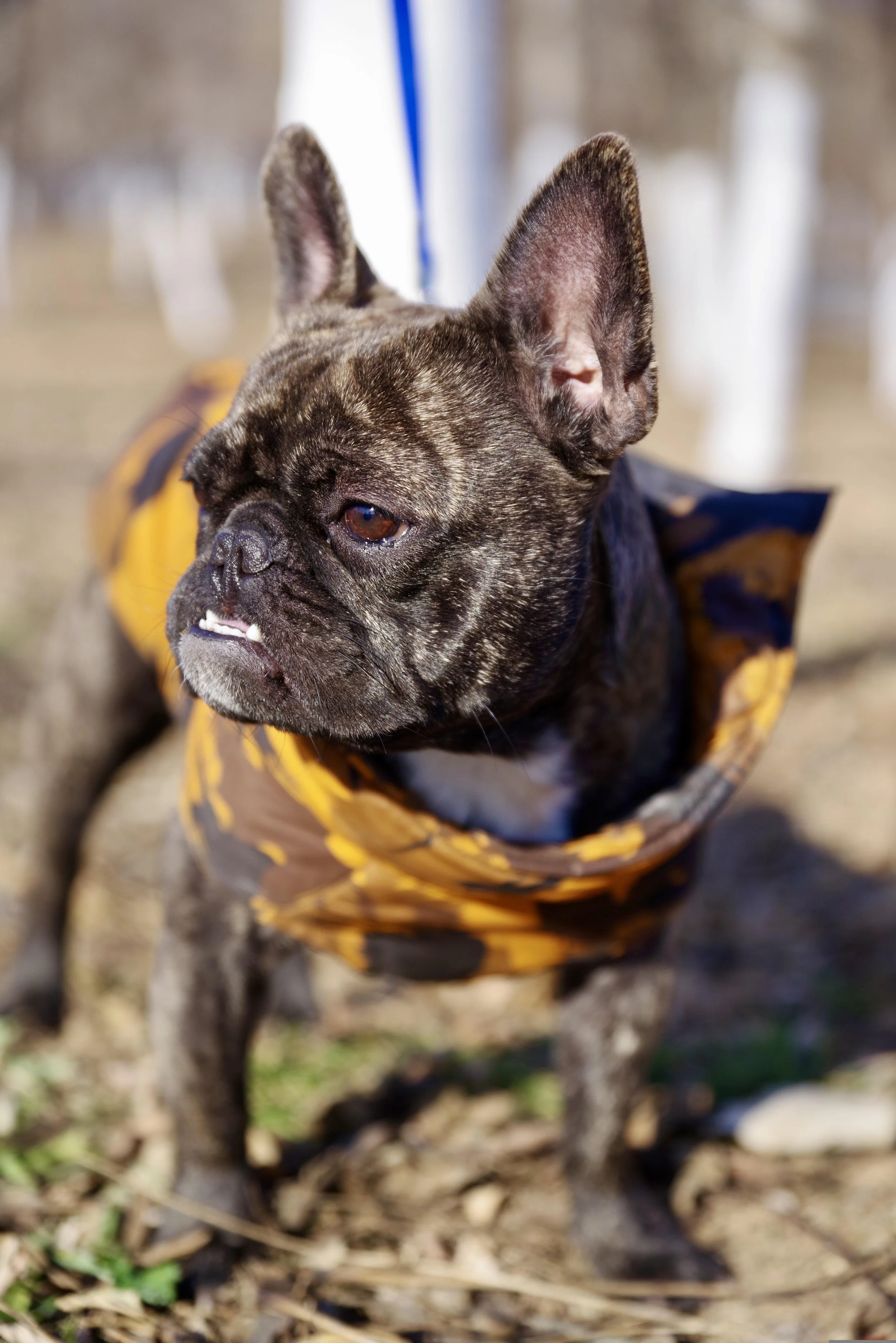 Brindle French Bull Dog on a leash