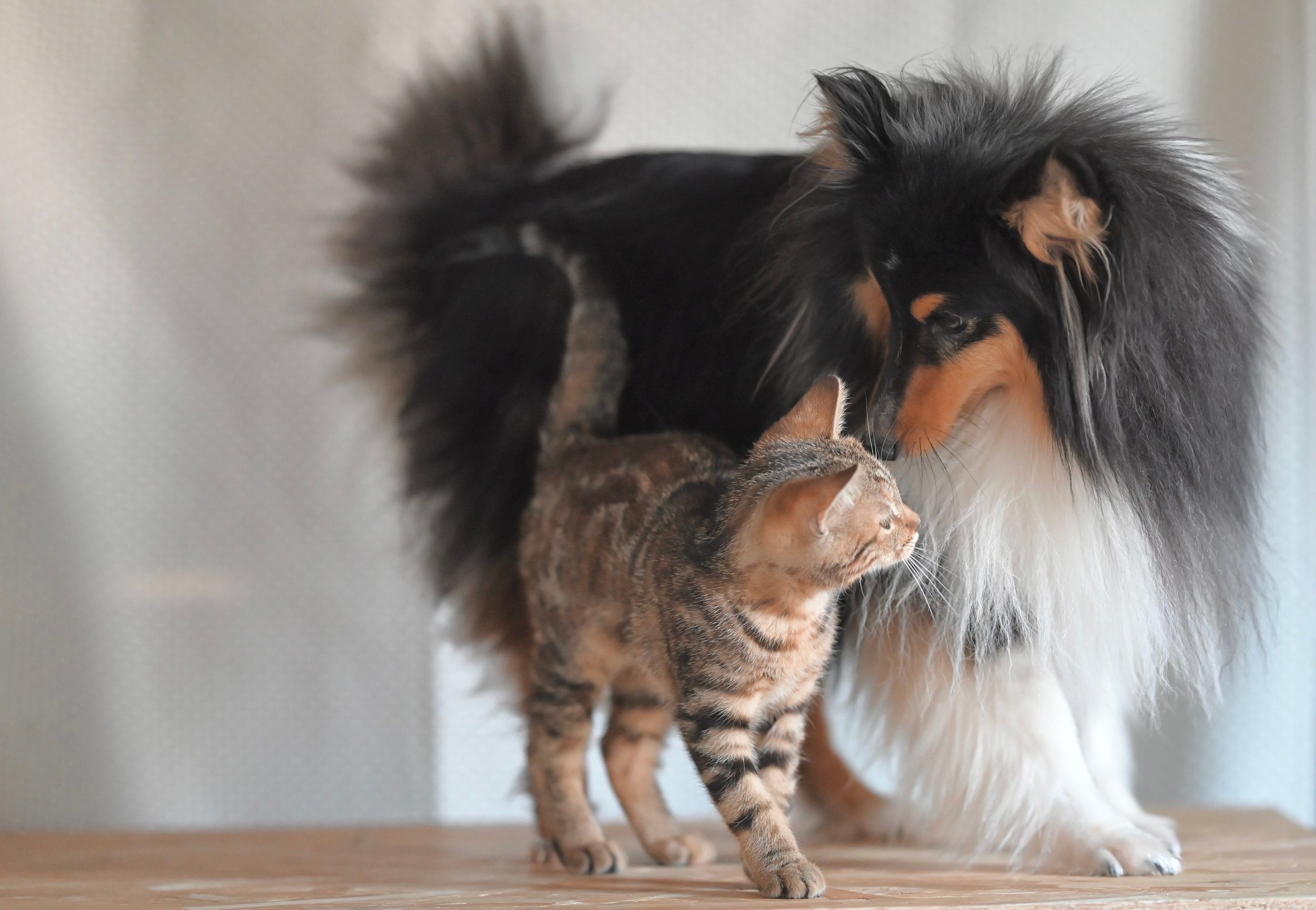 Cat and Dog together