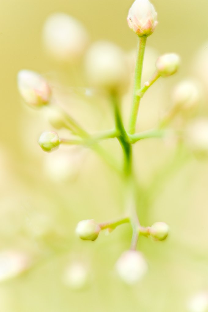 0807_LBX_SAGE_D3-958 copy.jpg