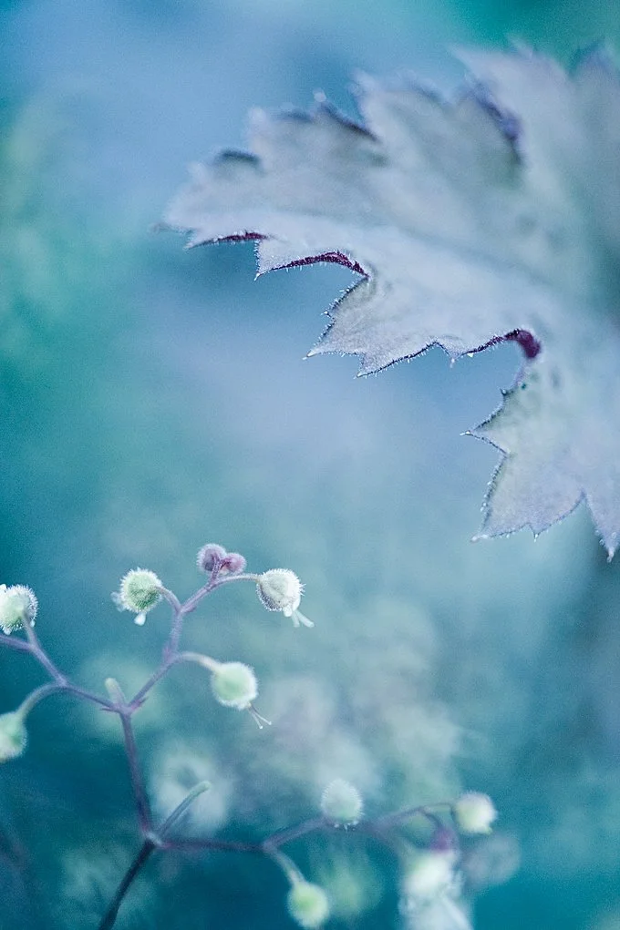 0807_LBX_SAGE_D3-970 copy.jpg