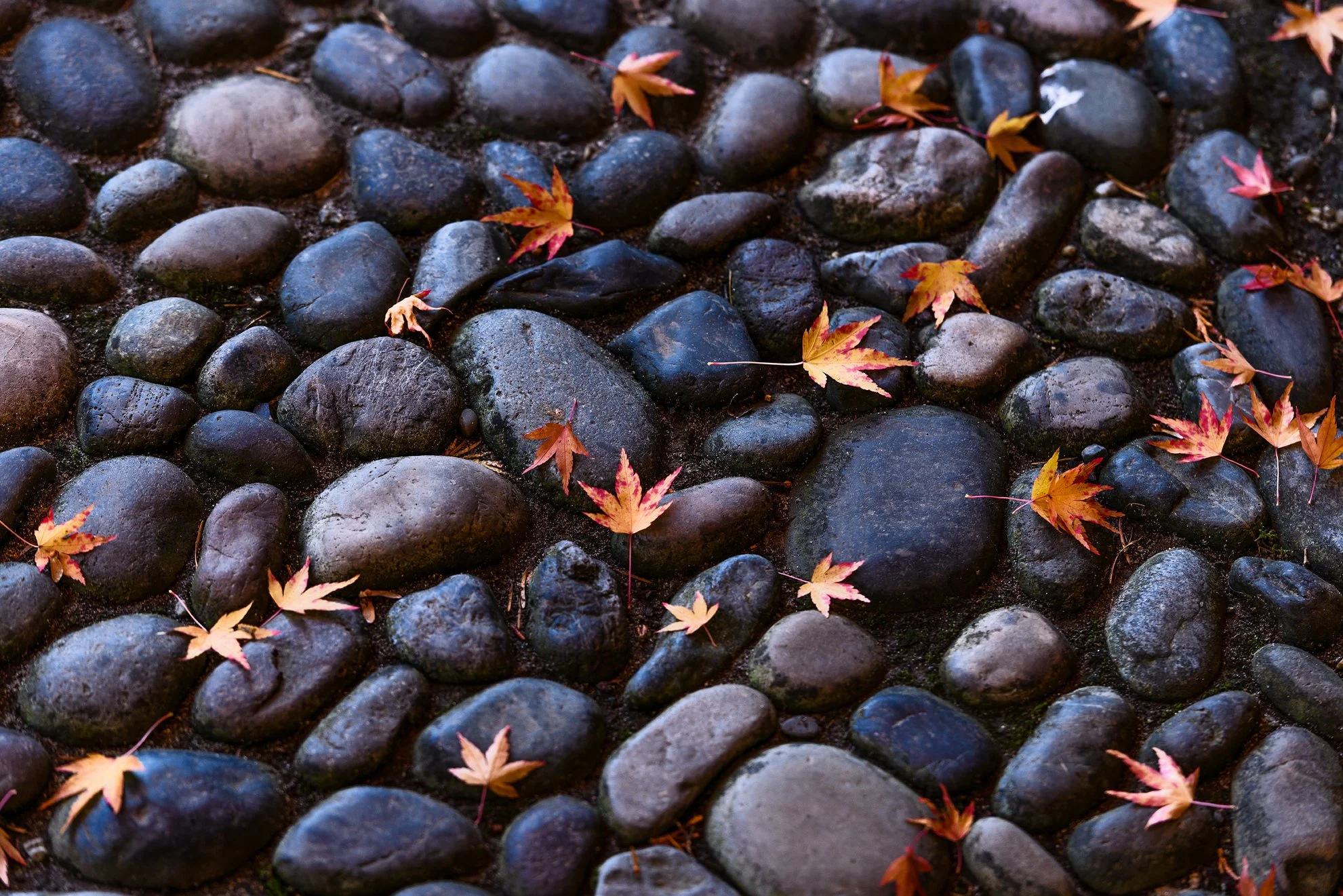 201710_Wilmar_D8-1762 copy.jpg