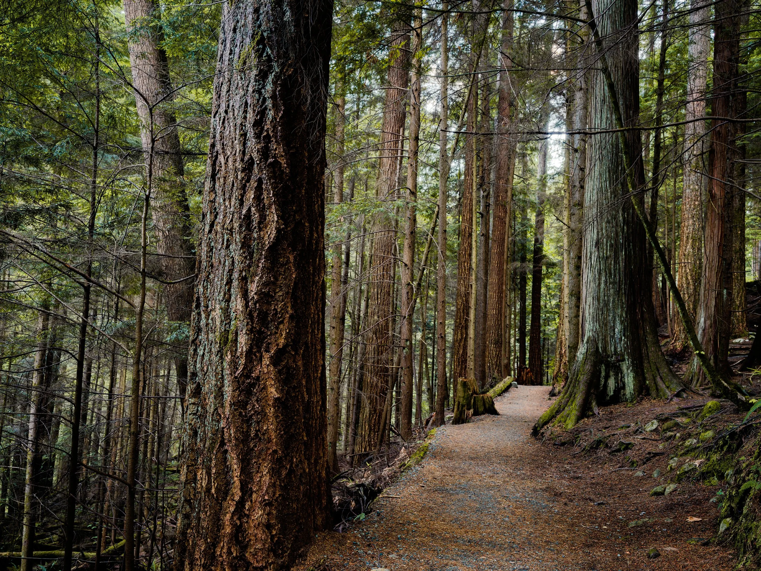 20180209_Darwin_Sentinel_H6_0539 copy.jpg