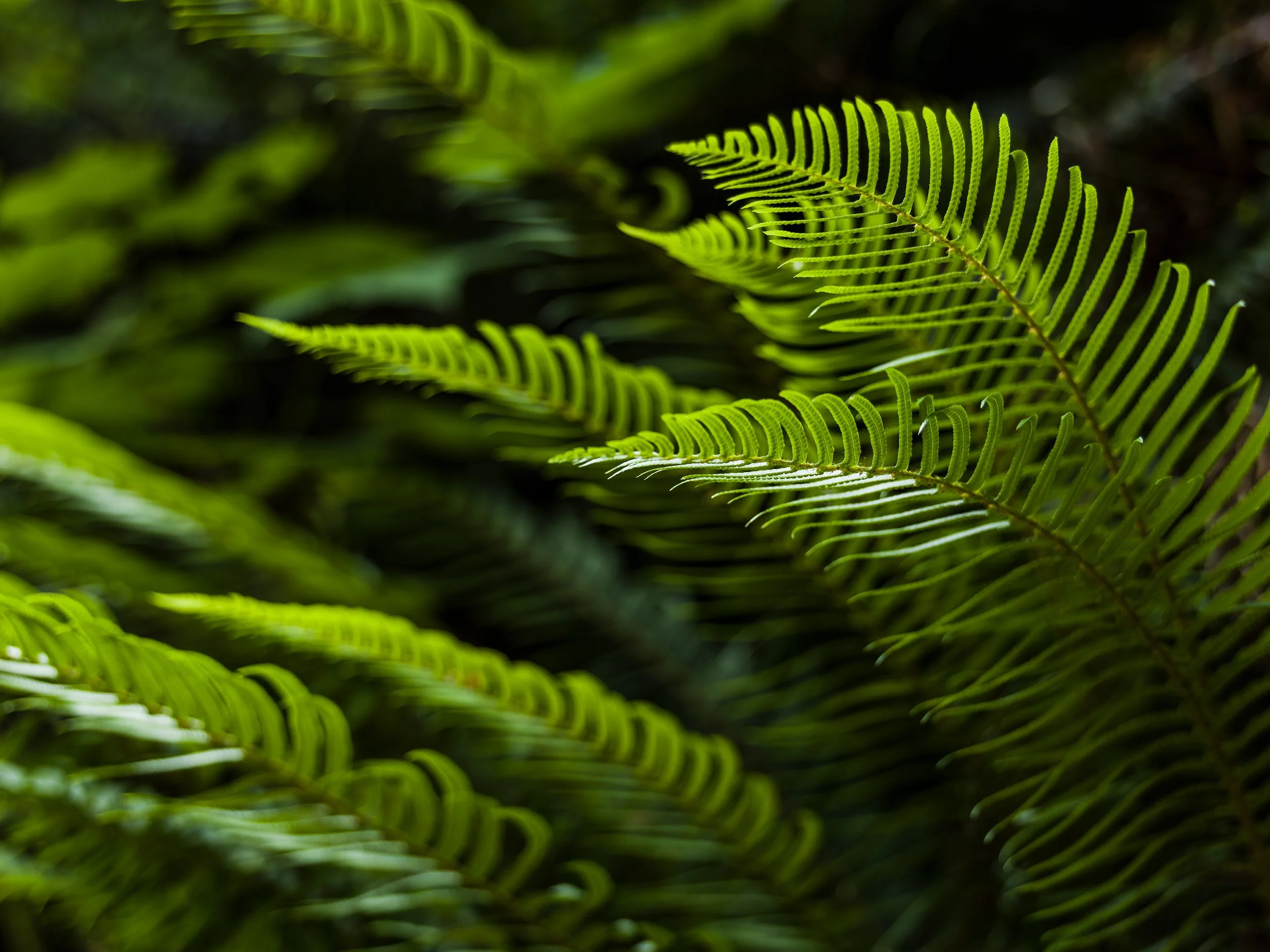 20180209_Darwin_Sentinel_H6_0555 copy.jpg