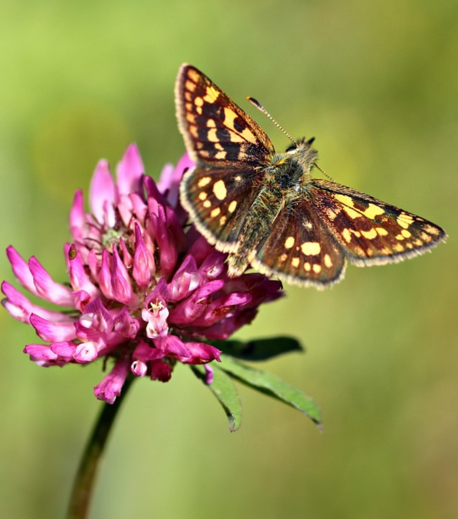 Butterfly on a clover bloom